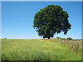 Tree and Crop Field