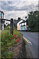 Urban Poppies