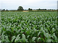 Tiptoe through the corn field