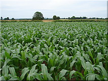 SJ4723 : Tiptoe through the corn field by Ian Paterson