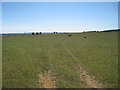 Field of Sheep off Brabourne Lane