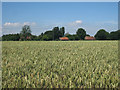 Wheat Field alongside Kake Street