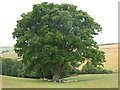 Sheep beneath an oak, Heydon Farm