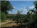 Footpath through an orchard near Broadoak