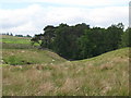 NY7158 : Pastures and woodland around Coanwood Burn by Mike Quinn