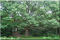 TQ5639 : A majestic Oak tree, Rusthall Common by N Chadwick
