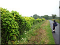 Hedge, Butt Hill Lane