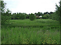 Water meadow by the Stort Navigation