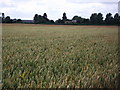 Distant view of Priors Hardwick church