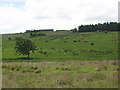 Pastures and woodland north of Dykes