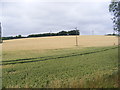 Fields off the new bridge on the B1116 Woodbridge Road