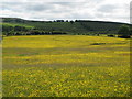 NY6859 : Buttercup meadows south of Lanehead (2) by Mike Quinn