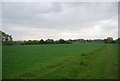 Wheat by the Sussex Ouse Valley Way