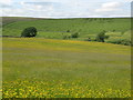 NY6560 : Buttercup meadow northwest of Batey Shield by Mike Quinn