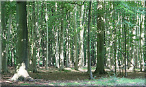 SP9911 : Trees in Ashridge Park by Tom Presland