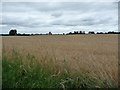 Wheat field alongside Crindle Carr Lane