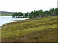 Grouse moor and Lochindorb Lodge