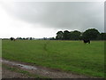 Fields near White Close Farm