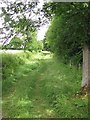 Grassy track, Westhope