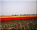 TF3123 : Tulip field between Whaplode and Moulton by louise shefford