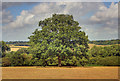 Tree by bridleway