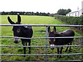 Donkeys, Aghaltag