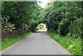 Arch of trees, Low Rd, Keswick