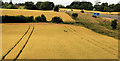 J1561 : Barley fields near Moira by Albert Bridge