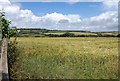 SW8861 : Barley by the lane to Tregoose by Derek Harper