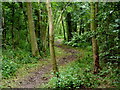 Footpath through the trees