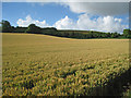 Wheat Field, Alkham Valley