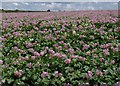 Potato field, Trevithick Downs