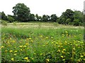 Wild flowers, Mullaghmore