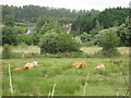 Highland cattle in the Isle of Wight