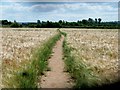 Path through the crops