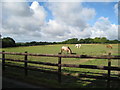 Horses at Chalksole Green