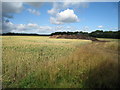 Wheat Field and Manure Heap