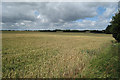 Wheat Field at Temple Farm