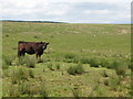 NY6460 : Pastures north of Haining House by Mike Quinn