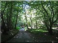 Lane through Fryarne Park Wood