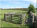 Sheep pens