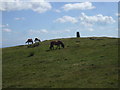 SO1003 : Trig point and horses, Pen Carnbugail, Gelligaer Common by John Lord
