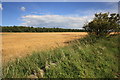 SE9995 : Summer Crops near Spring House Farm by Philip Barker