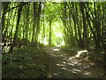 Lane in Fryarne Park Wood