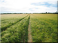 Barley Field