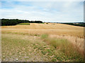 Wheat Field off Pheasant