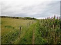 The Cleveland Way near Whin Hill