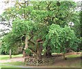 The Cork Tree at Tollymore Forest Park