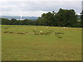 NZ0066 : Grazing between Aydon Castle and Aydon village by Clive Nicholson