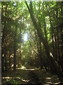 Bridleway in Covert Wood